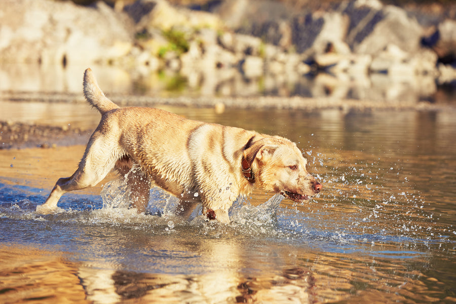 5 causes de diarrhée et de vomissements chez les chiens