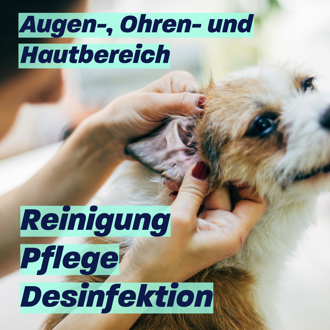 Effivet Desinfektion